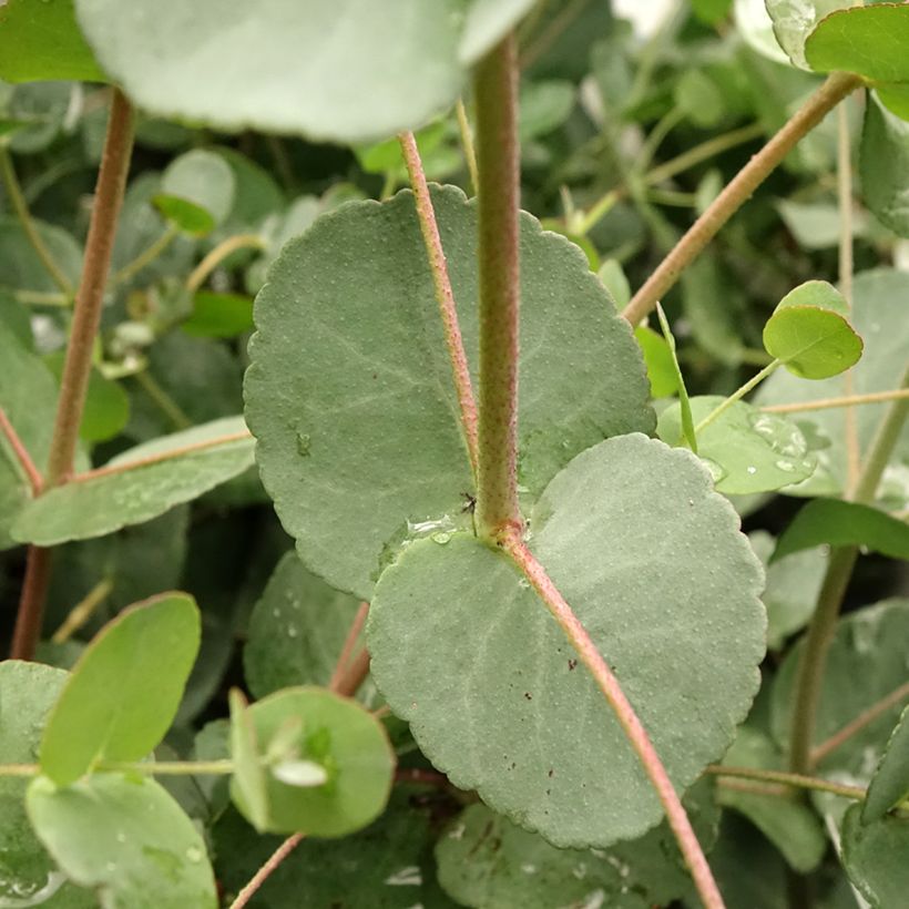 Eucalyptus gunnii Blaue Liebe (Foliage)