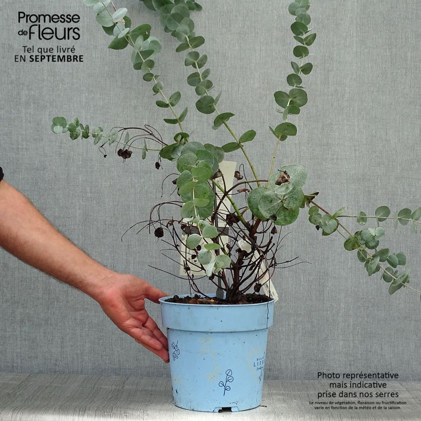 Eucalyptus gunnii Blaue Liebe 6L/7L pot sample as delivered in autumn