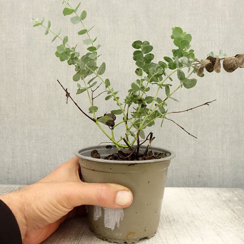 Cider gum - Eucalyptus gunnii 1L/1.5L pot sample as delivered in autumn