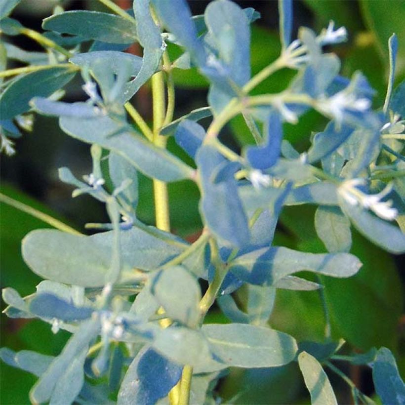 Eucalyptus gunnii France Bleu Rengun - Cider gum (Foliage)