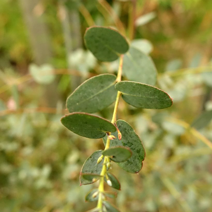 Eucalyptus gunnii Silverana (Foliage)