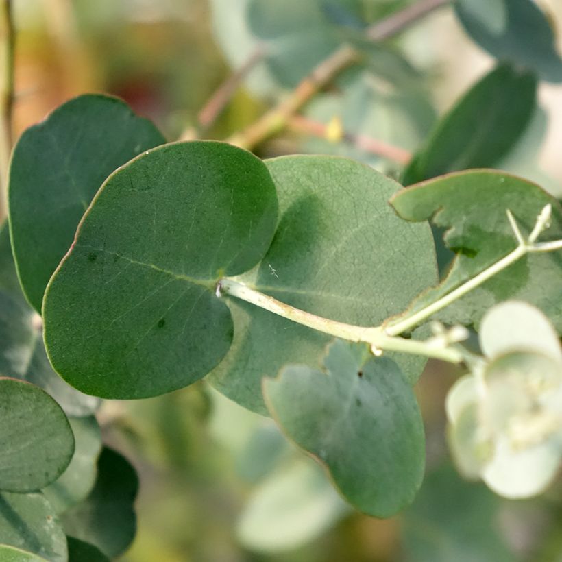 Eucalyptus gunnii subsp. divaricata (Foliage)