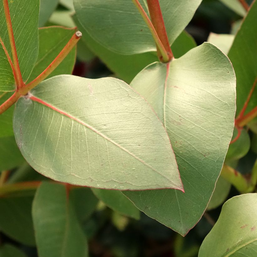 Eucalyptus gunnii subsp. divaricata (Foliage)