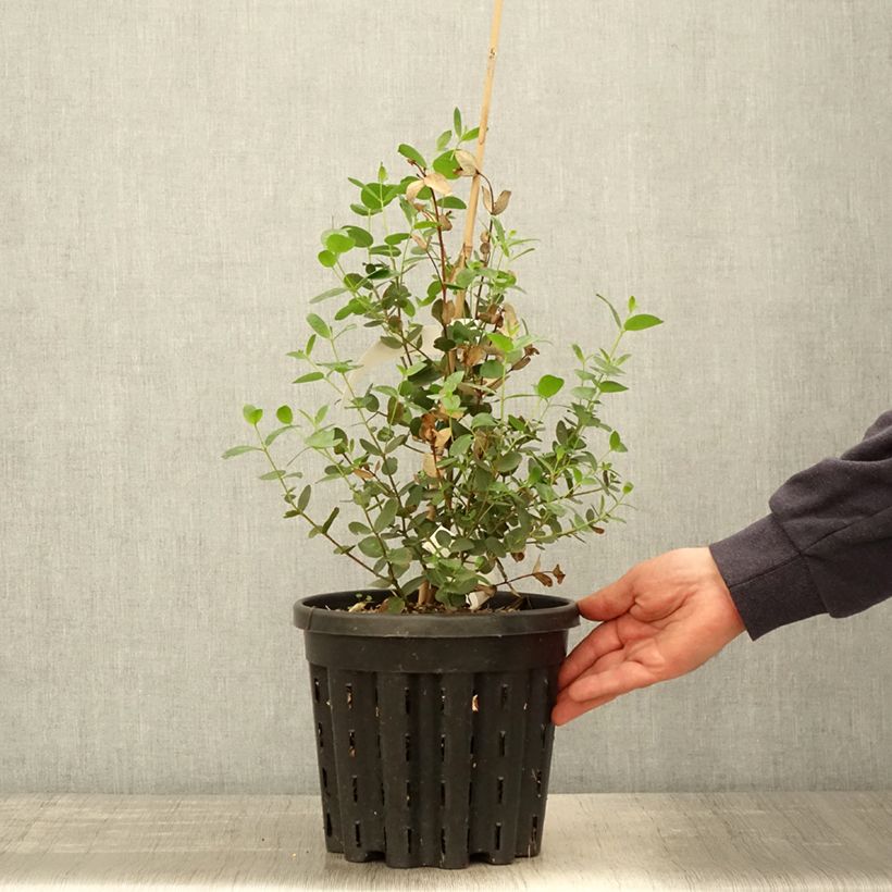 Eucalyptus johnstonii 4L/5L pot sample as delivered in spring