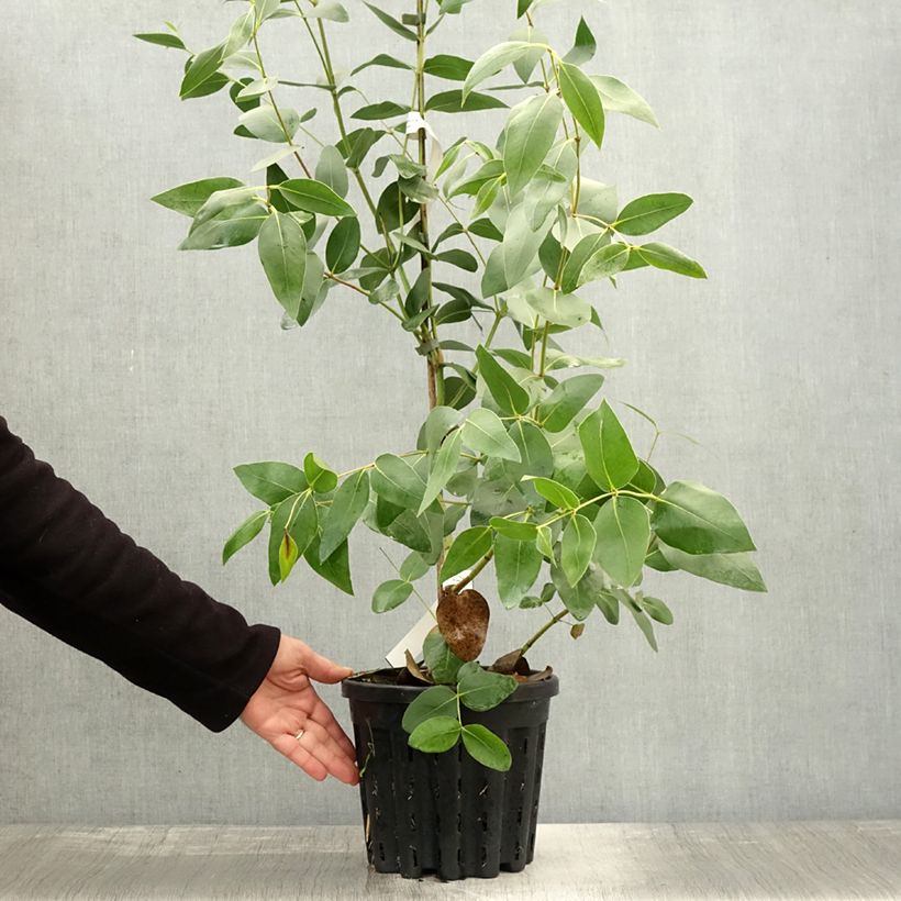 Eucalyptus kitsoniana 4L/5L pot sample as delivered in autumn