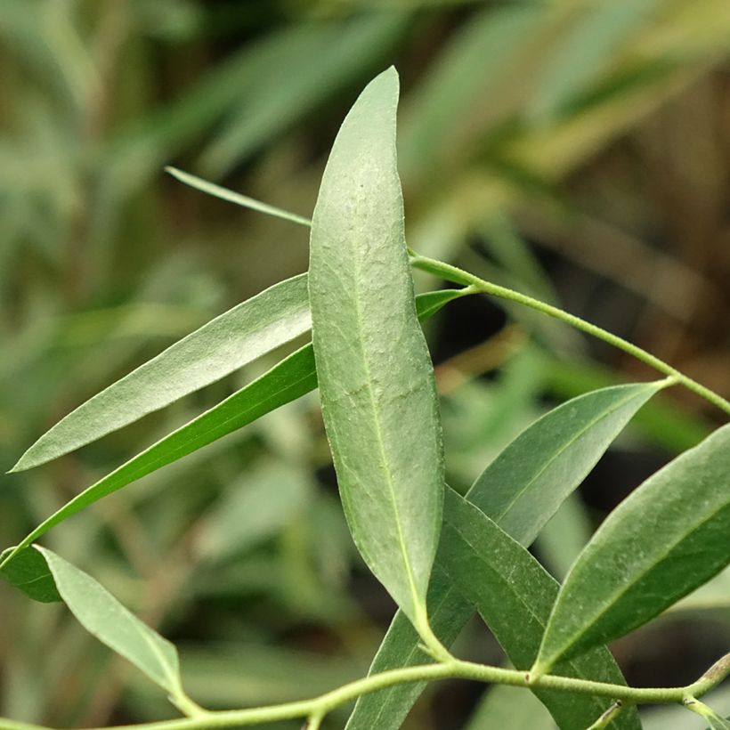 Eucalyptus kybeanensis (Foliage)