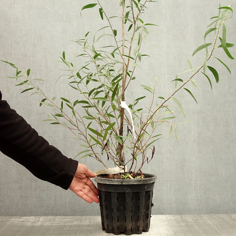 Eucalyptus kybeanensis 4L/5L pot sample as delivered in autumn