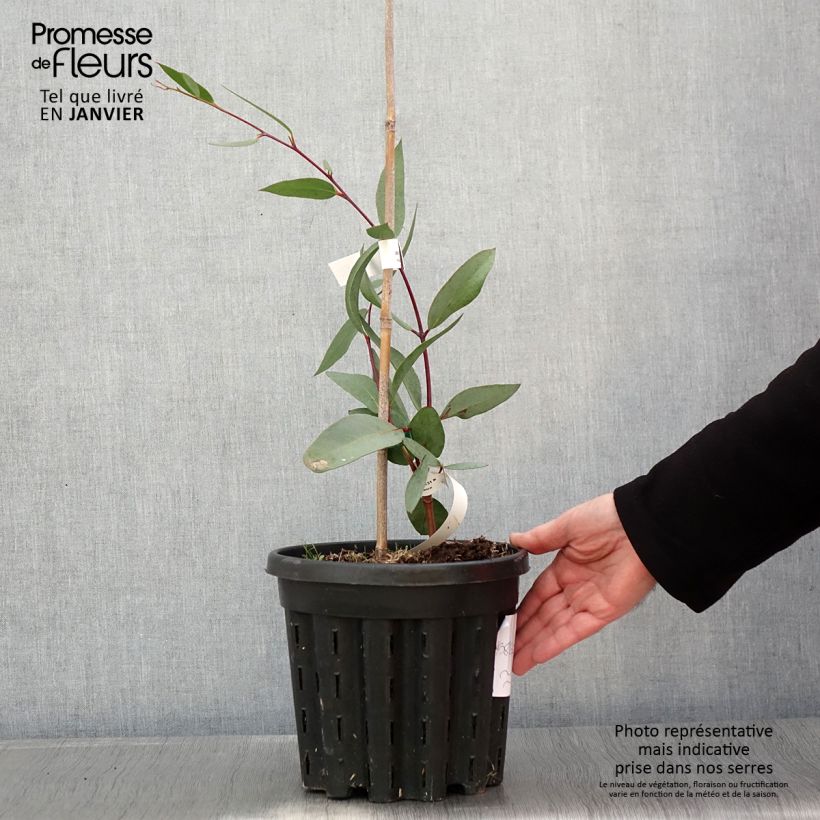 Eucalyptus lacrimans - Gommier des neiges pleureur - Pot de 4L/5L sample as delivered in winter