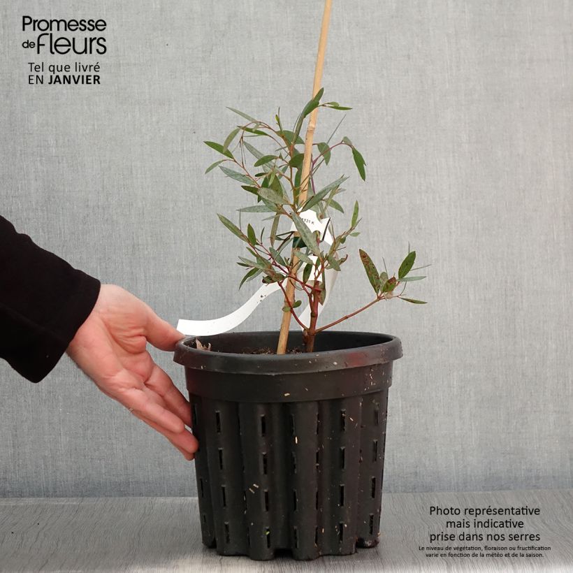 Eucalyptus mitchelliana - Gommier de Mount Buffalo - Pot de 4L/5L sample as delivered in winter