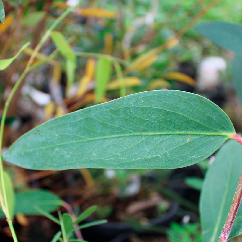 Eucalyptus mitchelliana (Foliage)