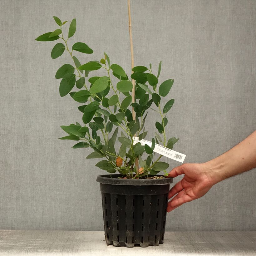 Eucalyptus pauciflora subsp. niphophila Mt Bogong - Gommier des neiges Pot de 4L/5L, Pot anti-chignonHauteur livrée env. 40/60cm sample as delivered in summer