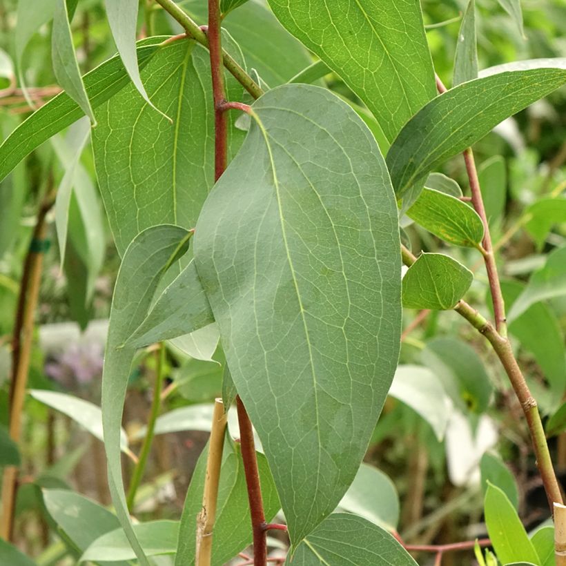 Eucalyptus pauciflora subsp. pauciflora Adaminaby (Foliage)