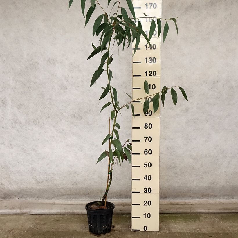 Eucalyptus pauciflora subsp. pauciflora Adaminaby 4L/5L pot sample as delivered in autumn