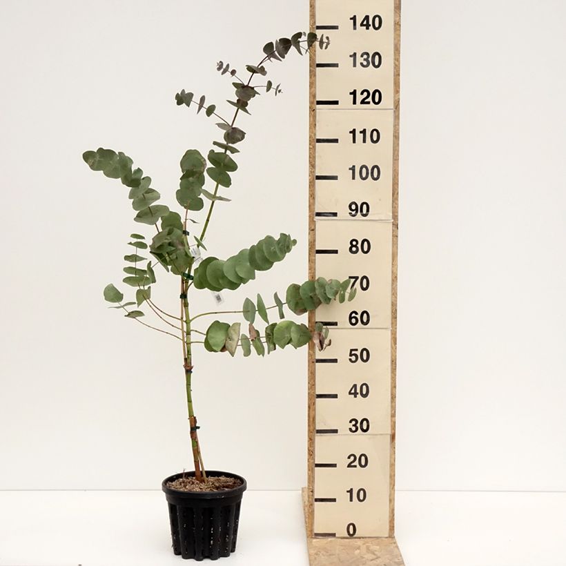 Eucalyptus perriniana 4L/5L pot sample as delivered in winter