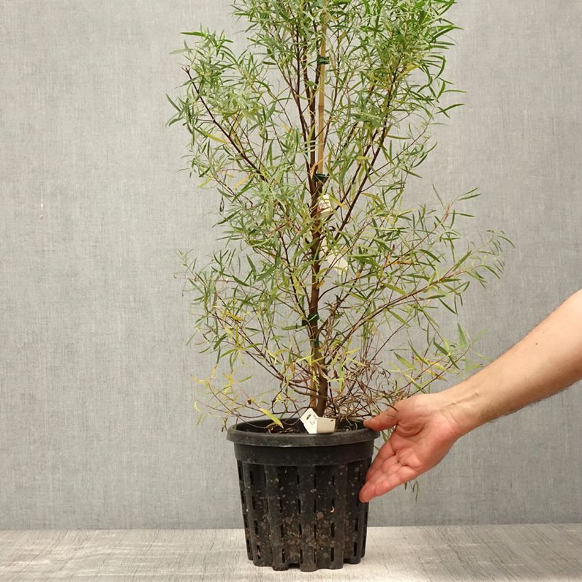 Eucalyptus pulchella 4L/5L pot sample as delivered in summer