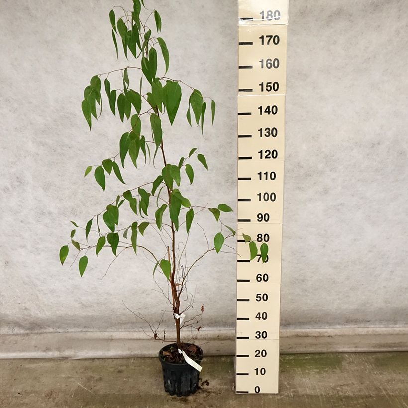 Eucalyptus regnans 4L/5L pot sample as delivered in autumn