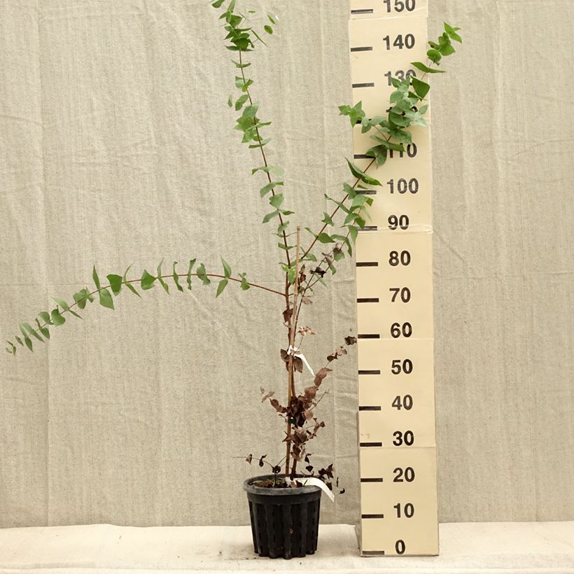 Eucalyptus risdonii - Gommier de Risdon - Pot de 4L/5L sample as delivered in autumn