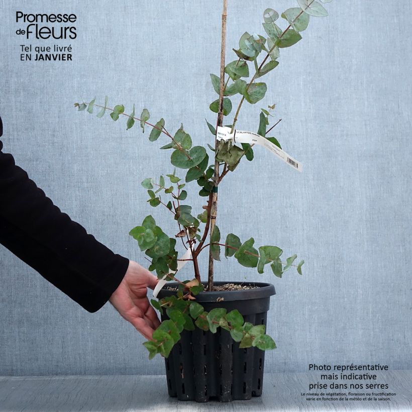 Eucalyptus risdonii - Gommier de Risdon - Pot de 4L/5L sample as delivered in winter