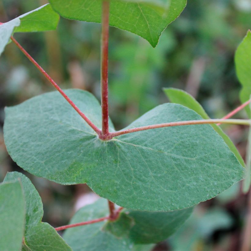 Eucalyptus risdonii (Foliage)