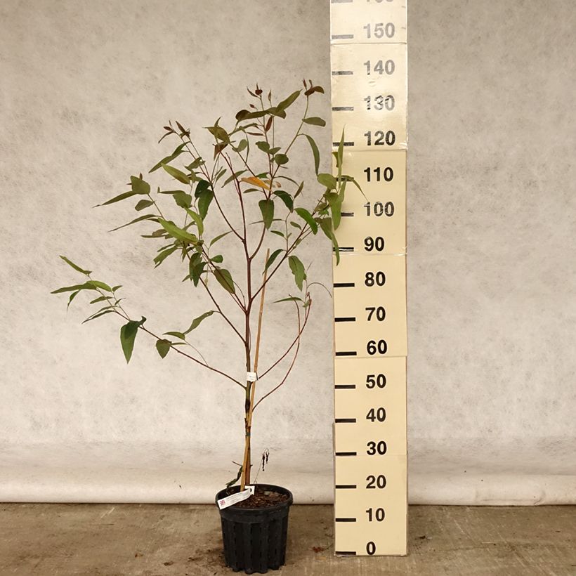 Eucalyptus robusta 4L/5L pot sample as delivered in summer