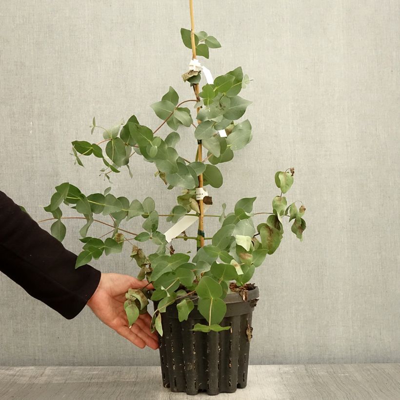 Eucalyptus rubida 4L/5L pot sample as delivered in autumn
