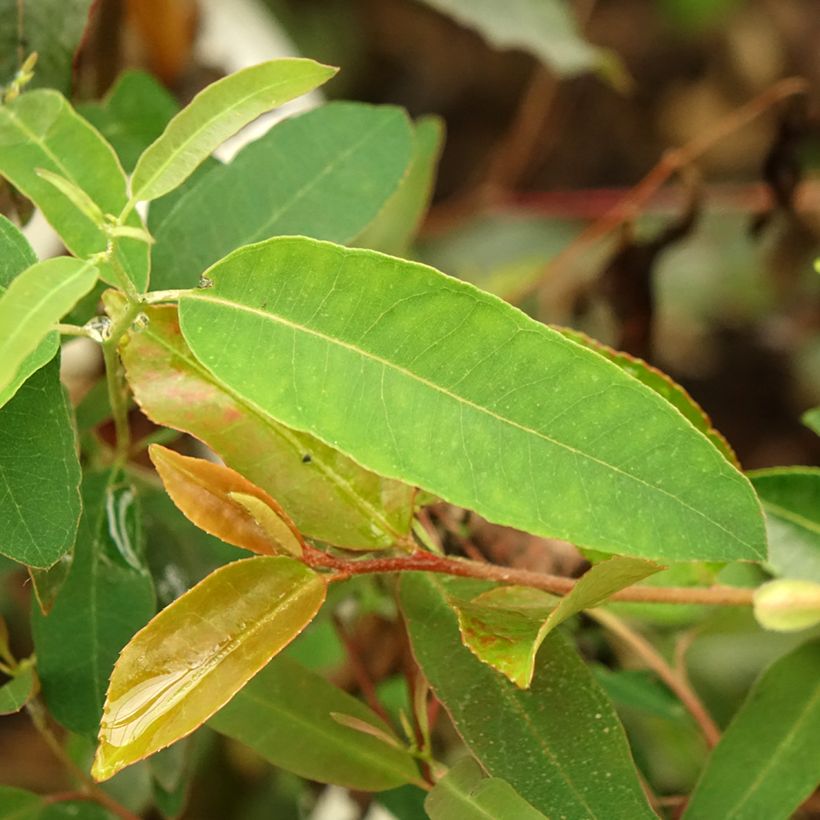 Eucalyptus saligna (Foliage)