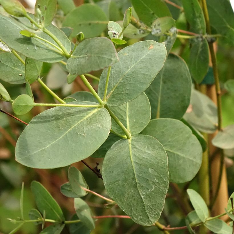 Eucalyptus saxatilis (Foliage)