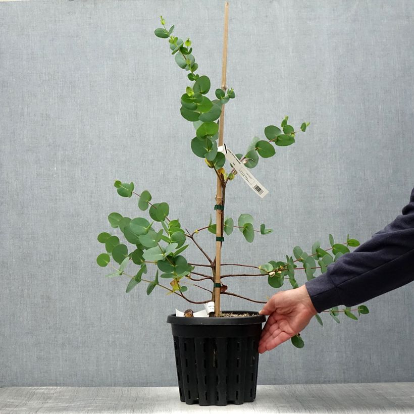 Eucalyptus stellulata 3L/4L pot sample as delivered in summer