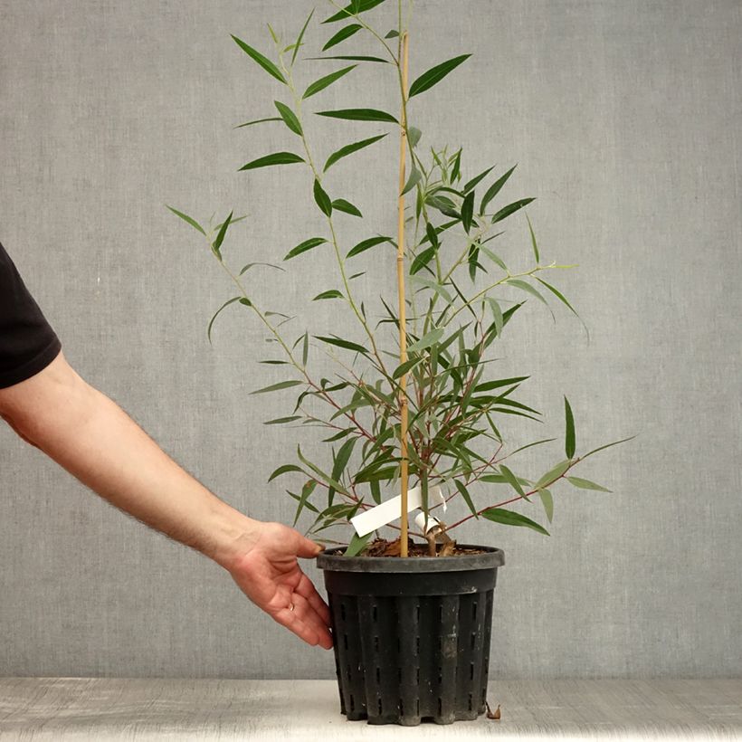 Eucalyptus stricta 4L/5L pot sample as delivered in summer