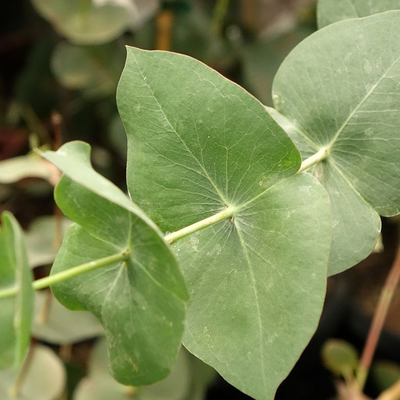 Eucalyptus sturgissiana (Foliage)