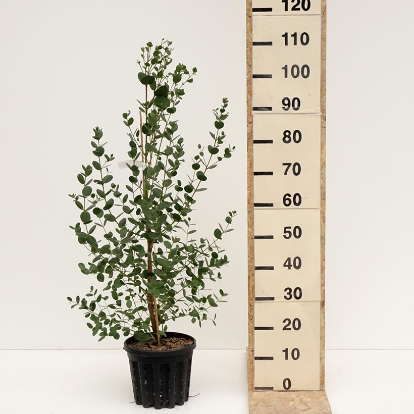 Eucalyptus subcrenulata 4L/5L pot sample as delivered in winter