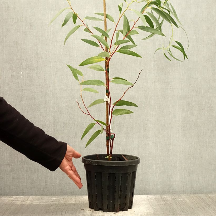Eucalyptus tetraptera 4L/5L pot sample as delivered in autumn