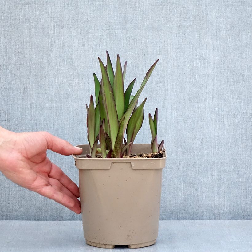 Eucomis comosa Can Can - Pineapple flower 3L/4L pot size 18/20 sample as delivered in spring