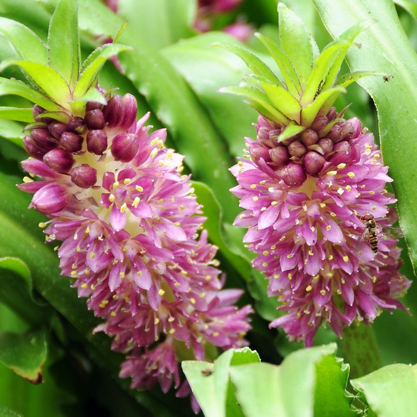 Eucomis comosa Sparkling Burgundy - Pineapple flower (Flowering)