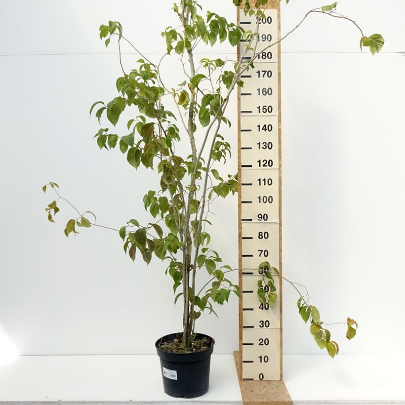 Eucommia ulmoides - Hardy Rubber Tree 7.5L/10L pot sample as delivered in summer