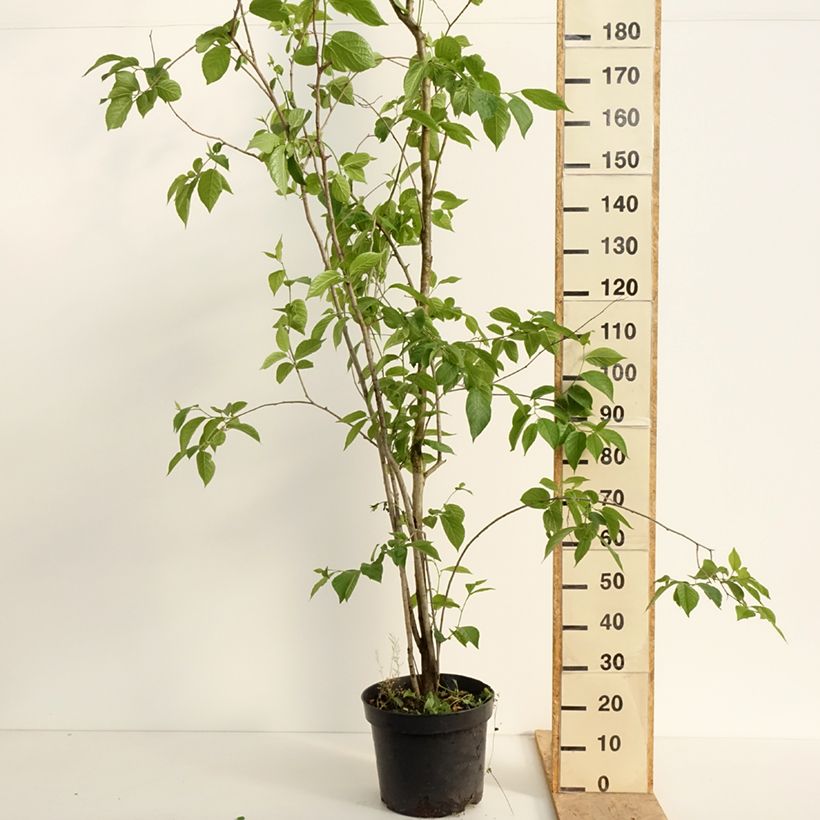 Eucommia ulmoides - Hardy Rubber Tree 7.5L/10L potShipped height around 270/+cm sample as delivered in spring