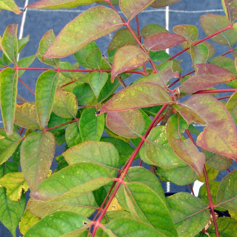 Tetradium daniellii (Foliage)