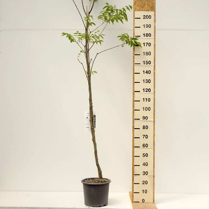 Tetradium daniellii 7.5L/10L potShipped height around 150/200cm sample as delivered in spring