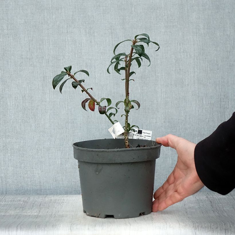Euonymus alatus - Burning Bush 2L/3L pot sample as delivered in autumn