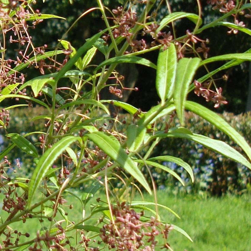 Euonymus clivicolus var. rongchuensis - Spindle (Foliage)