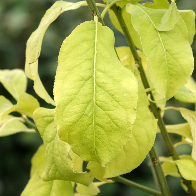 Euonymus europaeus Albus (Foliage)