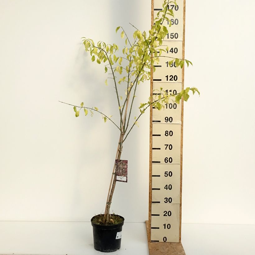 Euonymus europaeus Albus 7.5L/10L pot sample as delivered in summer