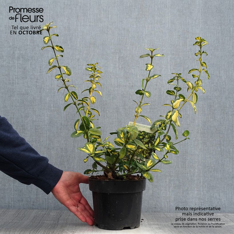 Euonymus fortunei Blondy - Fusain persistant panaché Pot de 2L/3L sample as delivered in autumn