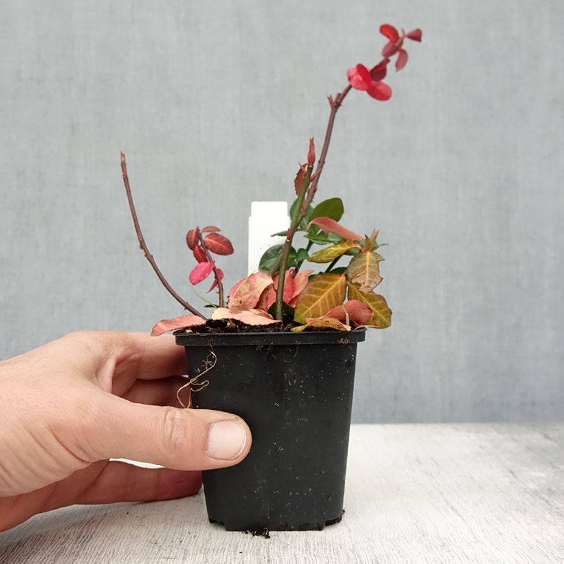 Euonymus fortunei Coloratus - Spindle 8/9 cm pot sample as delivered in autumn