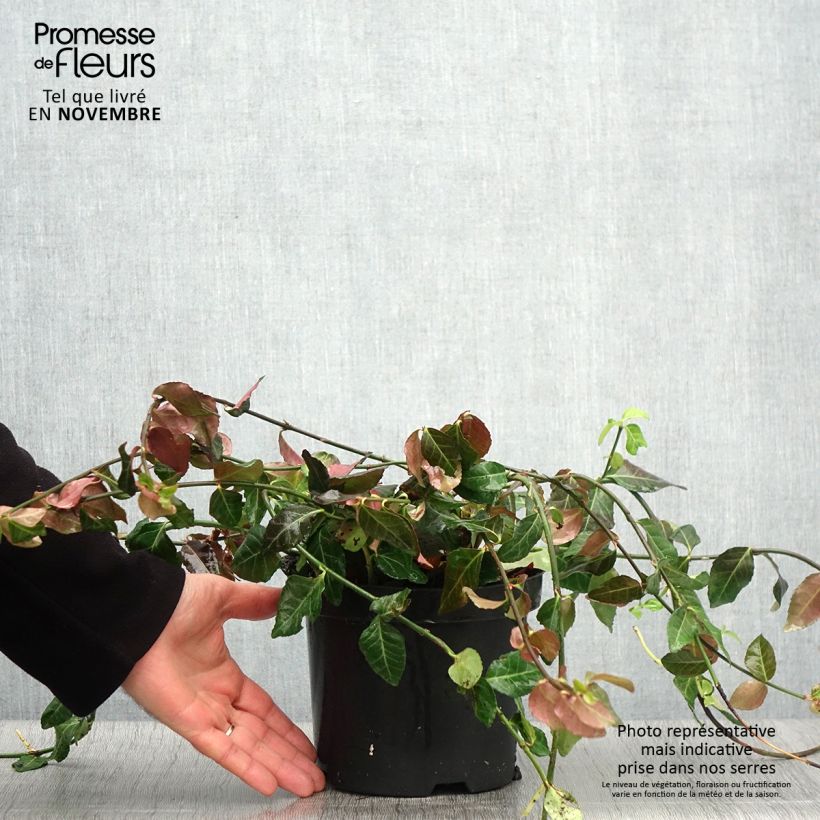 Euonymus fortunei Coloratus - Spindle 1.5L/2L pot sample as delivered in autumn