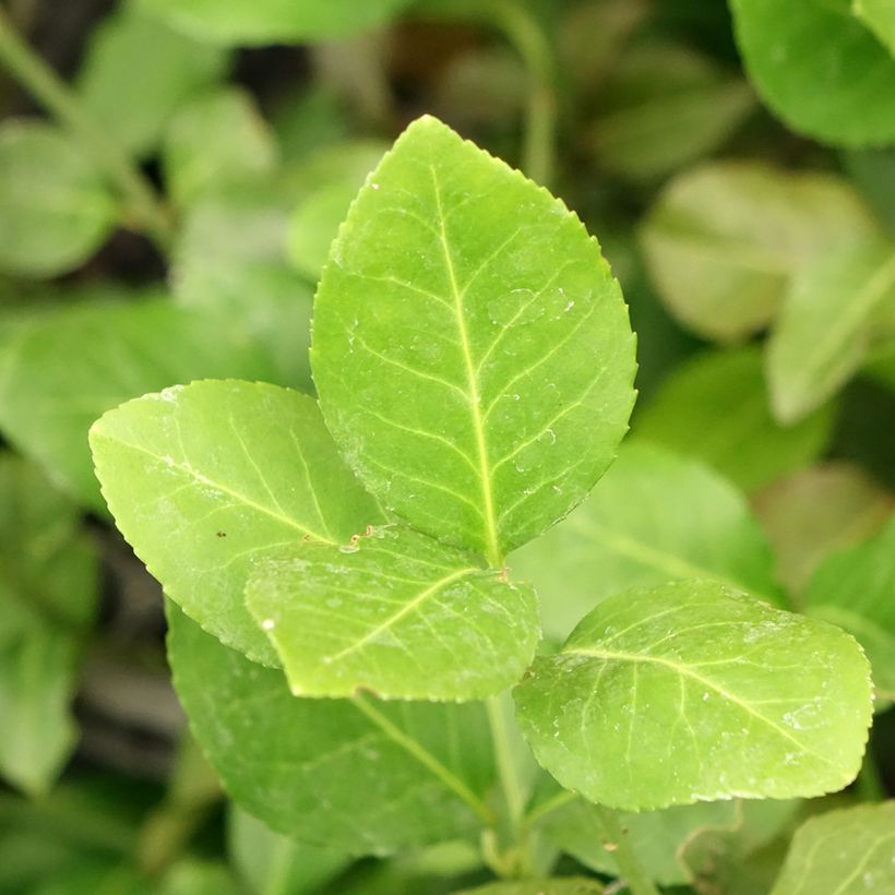 Euonymus fortunei Darts Blanket - Spindle (Foliage)