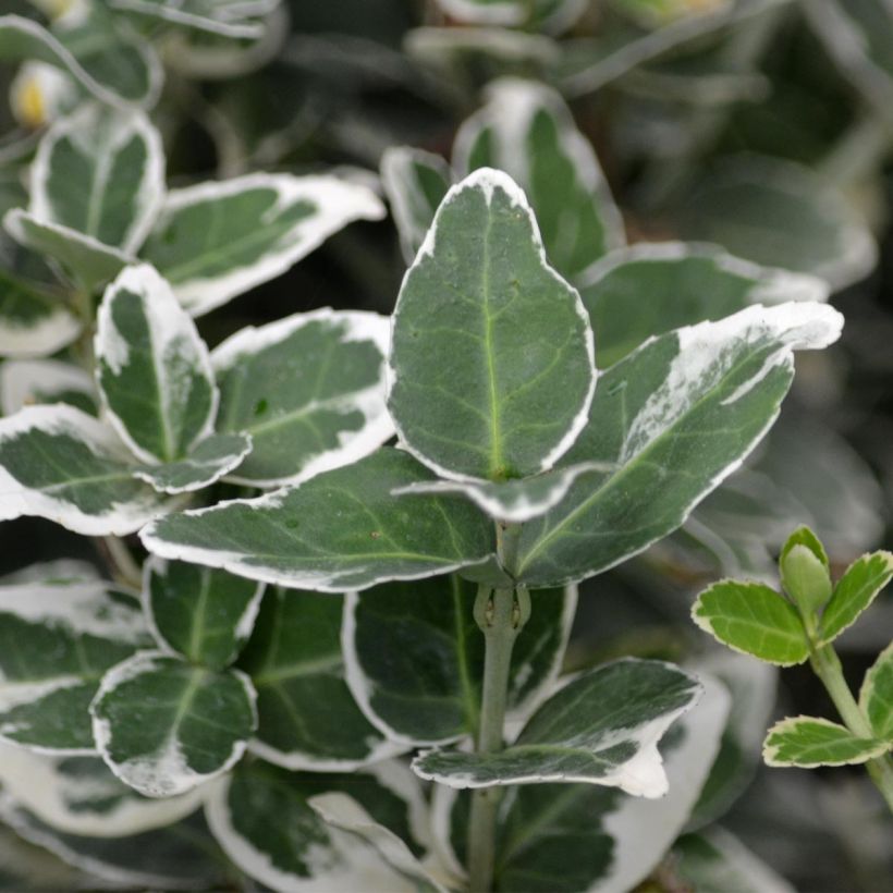 Euonymus fortunei Emerald Gaiety - Spindle (Foliage)