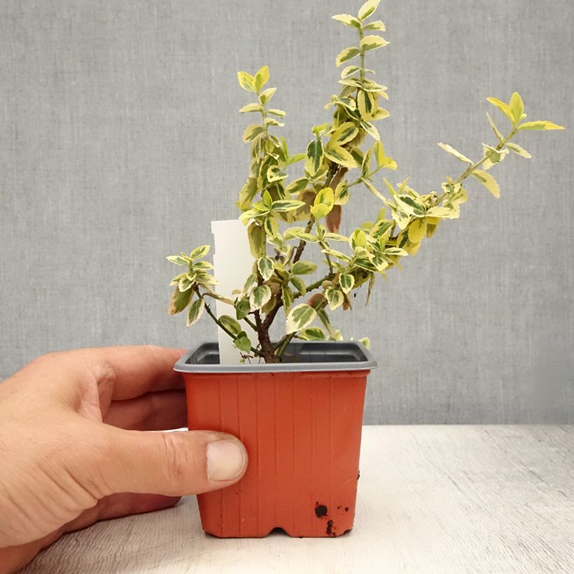 Euonymus fortunei Emerald n gold - Spindle 8/9 cm pot sample as delivered in summer