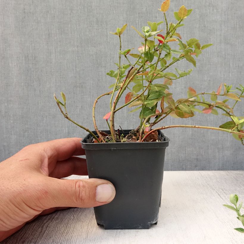 Euonymus fortunei Radicans - Spindle 8/9 cm pot sample as delivered in summer