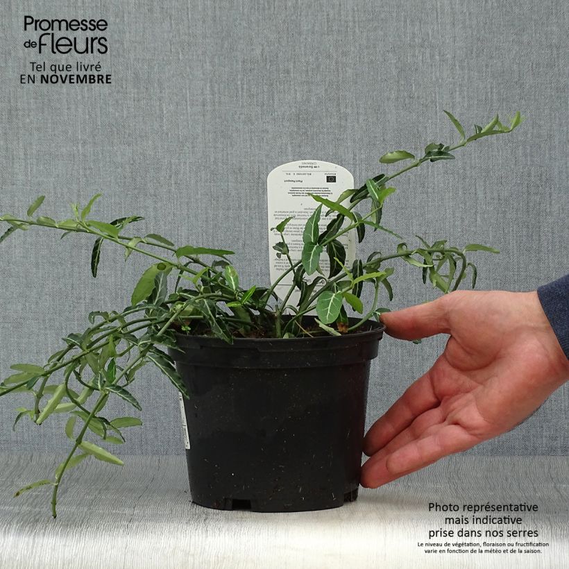 Euonymus fortunei Wolong Ghost - Fusain rampant Pot de 2L/3L sample as delivered in autumn